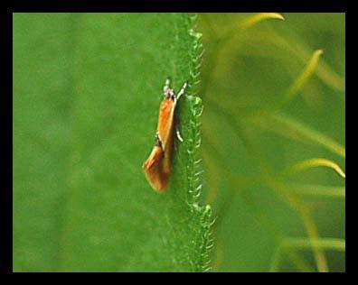 Batia sp.